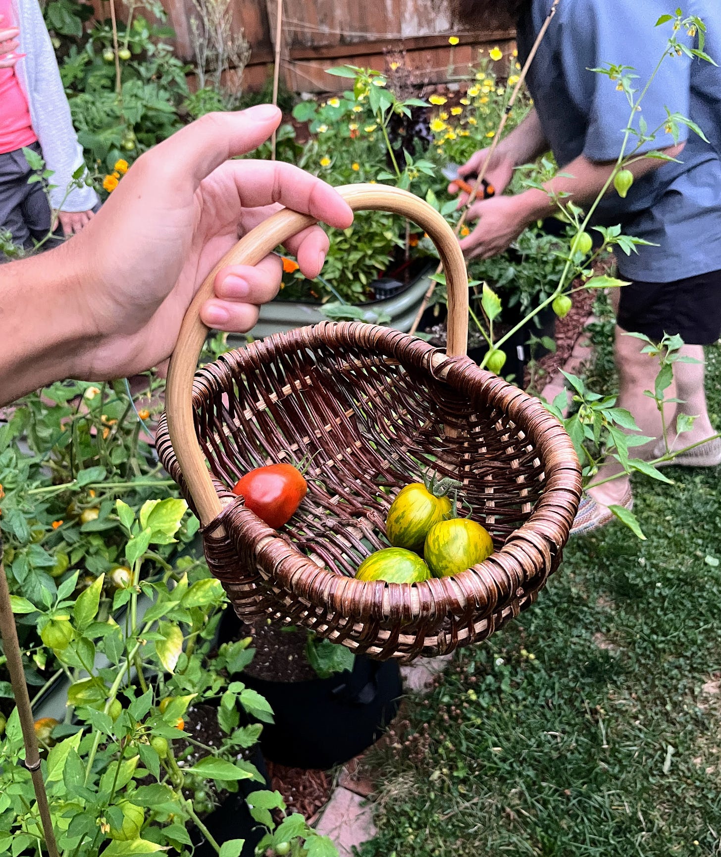 hand holding basket with tomatoes, garden and people in the background