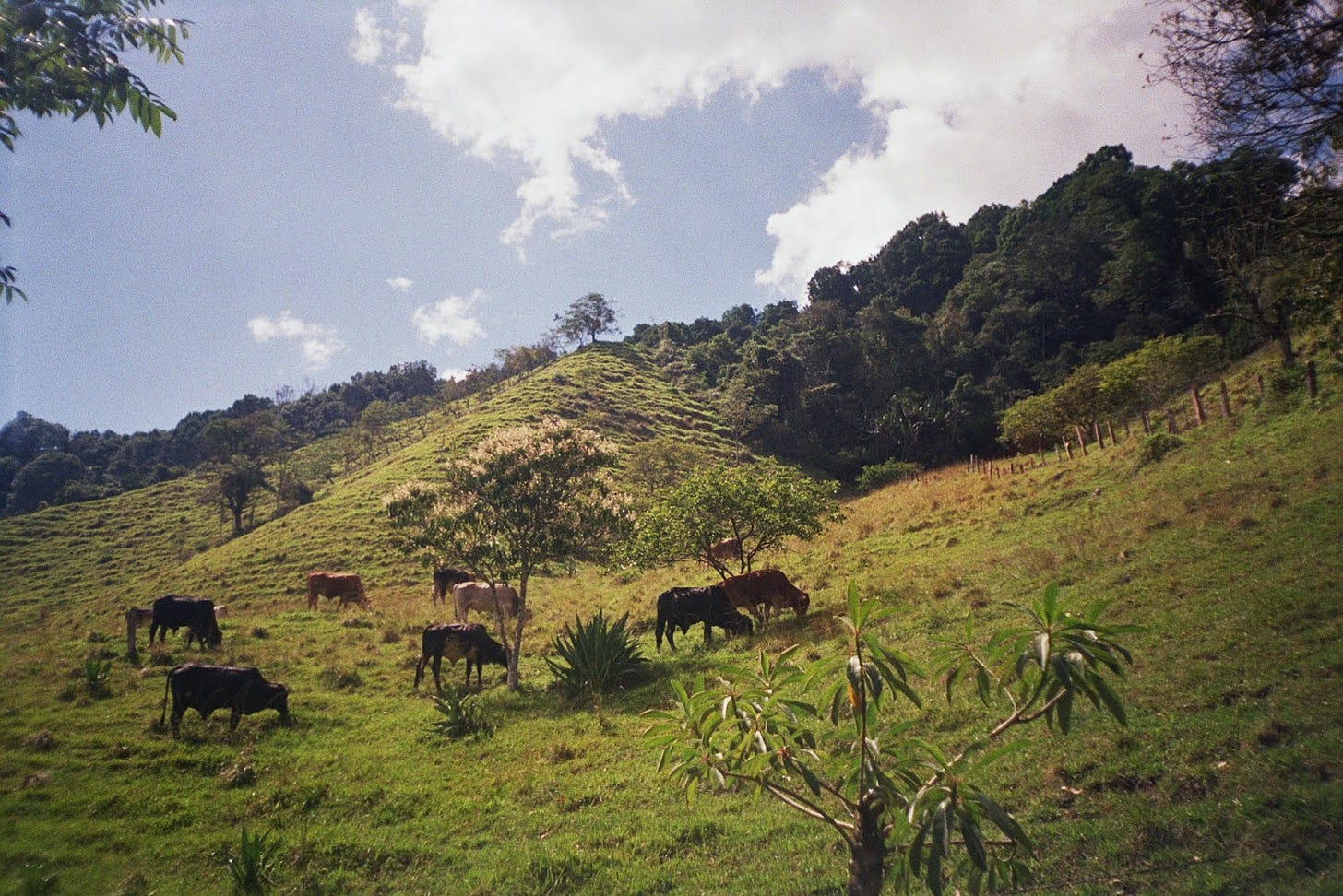 a group of cows grazing on a hill in Columbia 