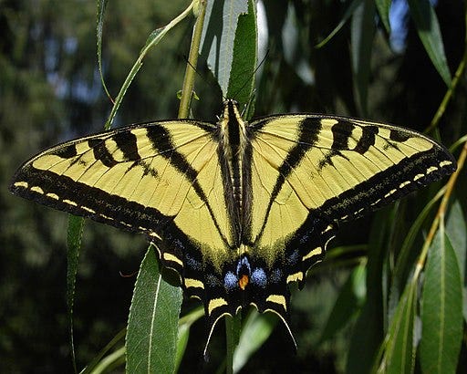 512px-Wtigerswallowtail.JPG (512×410)