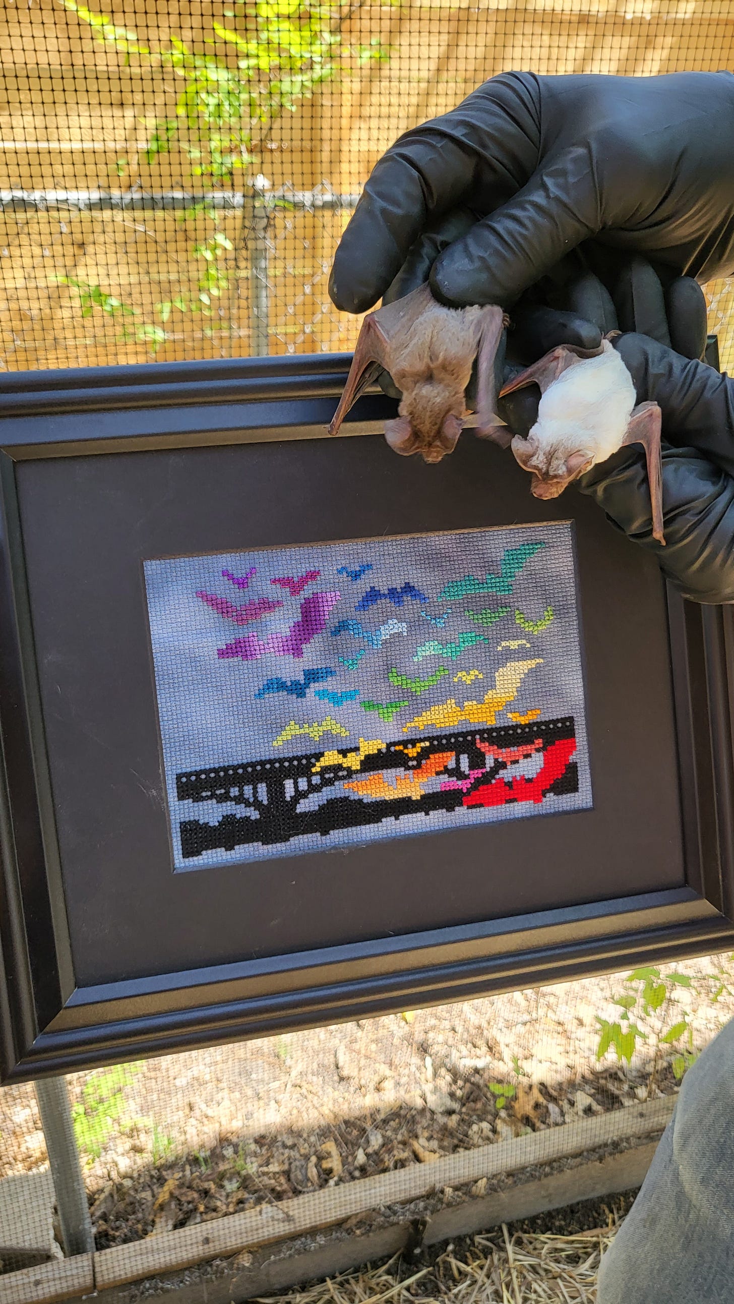 A framed cross stitch of a flying bat colony, with two real bats perched on it. A framed cross stitch of a flying bat colony, with two real bats perched on it.