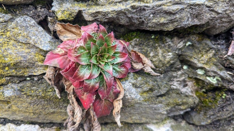 An unusual plant with a rosette of leaves growing out of a mossy stone wall