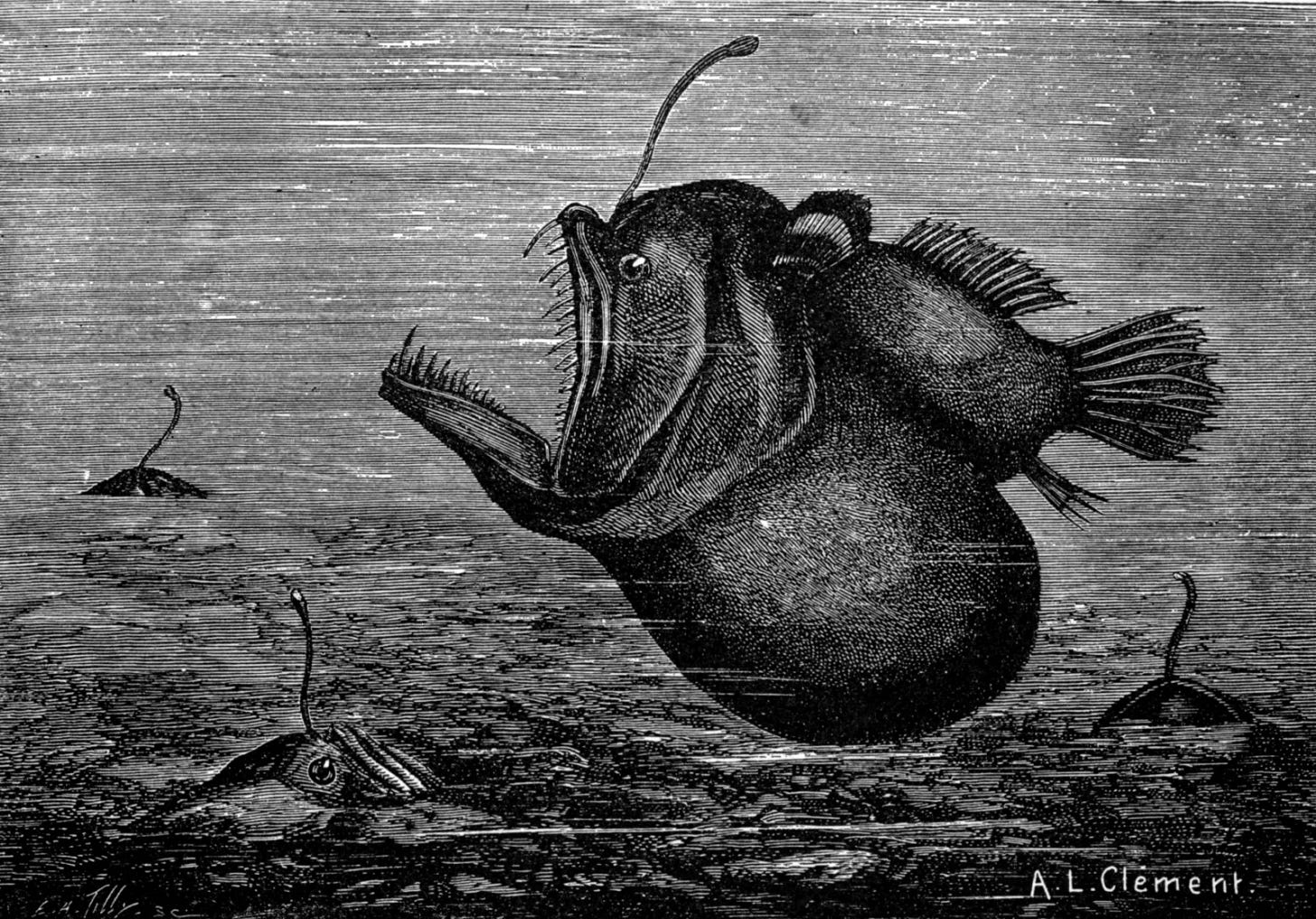 Melanocetus johnsonii
