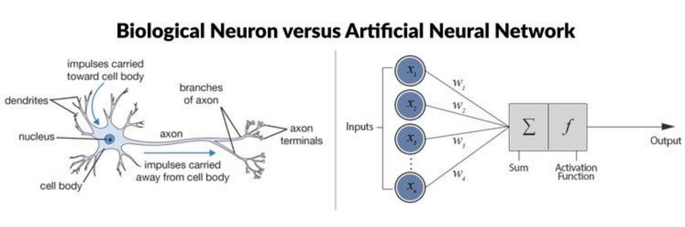 Frank Rosenblatt's Perceptron, Birth of The Neural Network | by Robert De  La Cruz | Medium