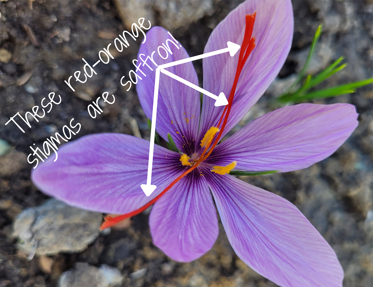 Growing Saffron Crocus ~ A Spice Worth Growing Growing Saffron Crocus ~ A Spice Worth Growing