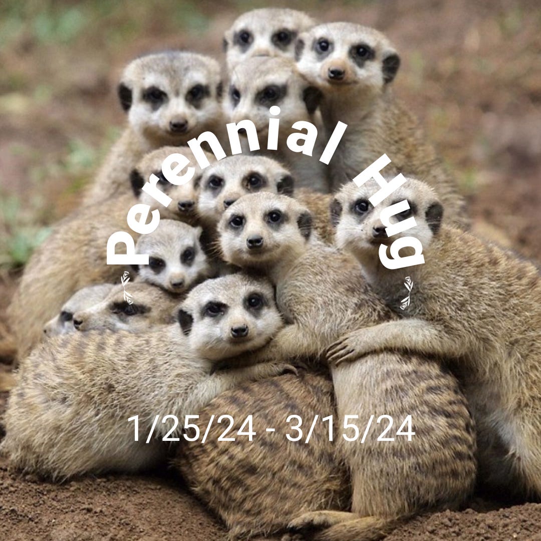 A photo of an adorable group of meerkats, hugging and looking at the camera. Overlaid text in a circle: Perennial Hug. 1/25/25 - 3/15/24.