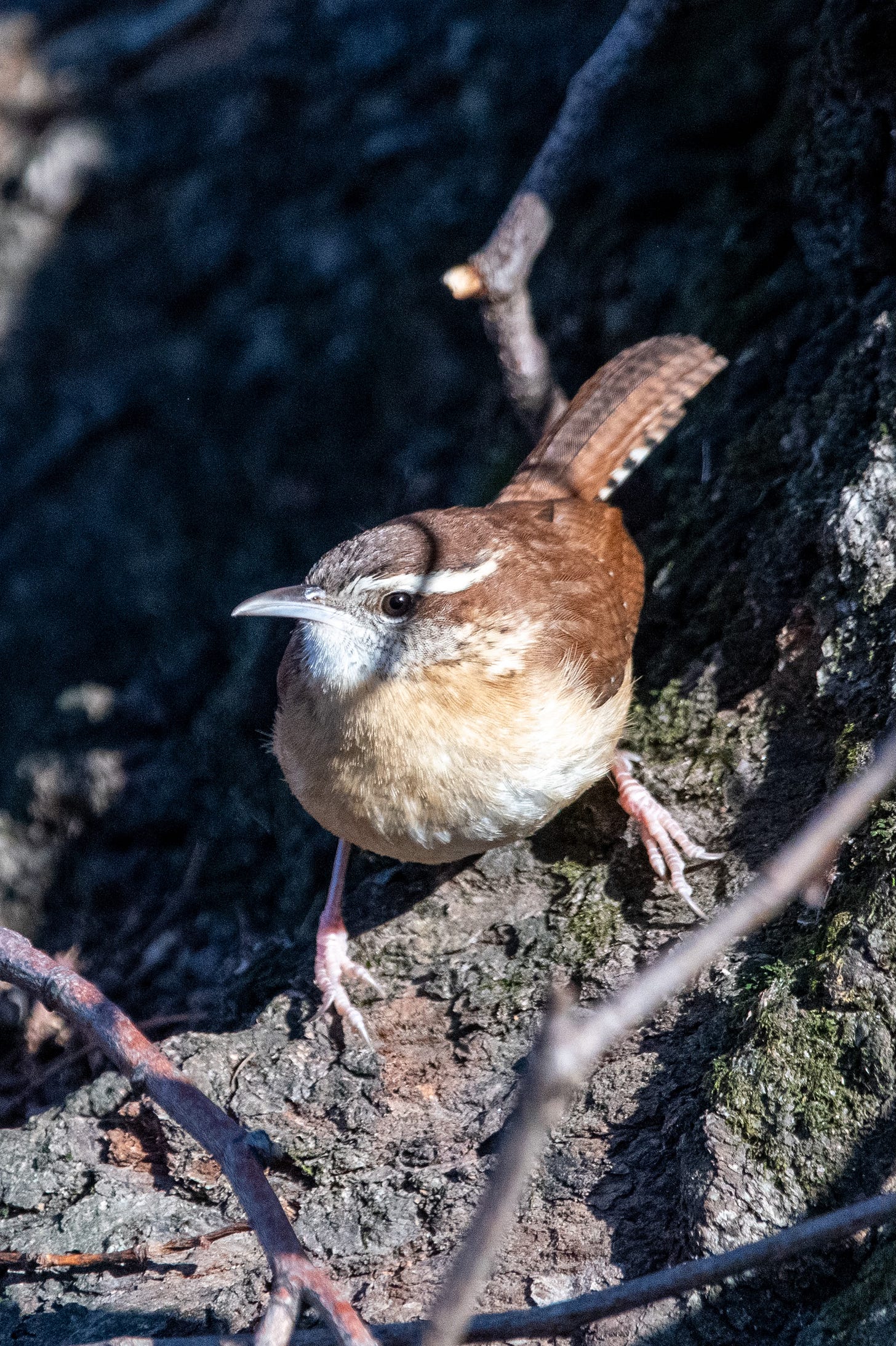 A compact, sharp-looking brown bird, with a dark back, a light belly, a dashing white eybrow, and a short, decurved bill perches on a tree trunk