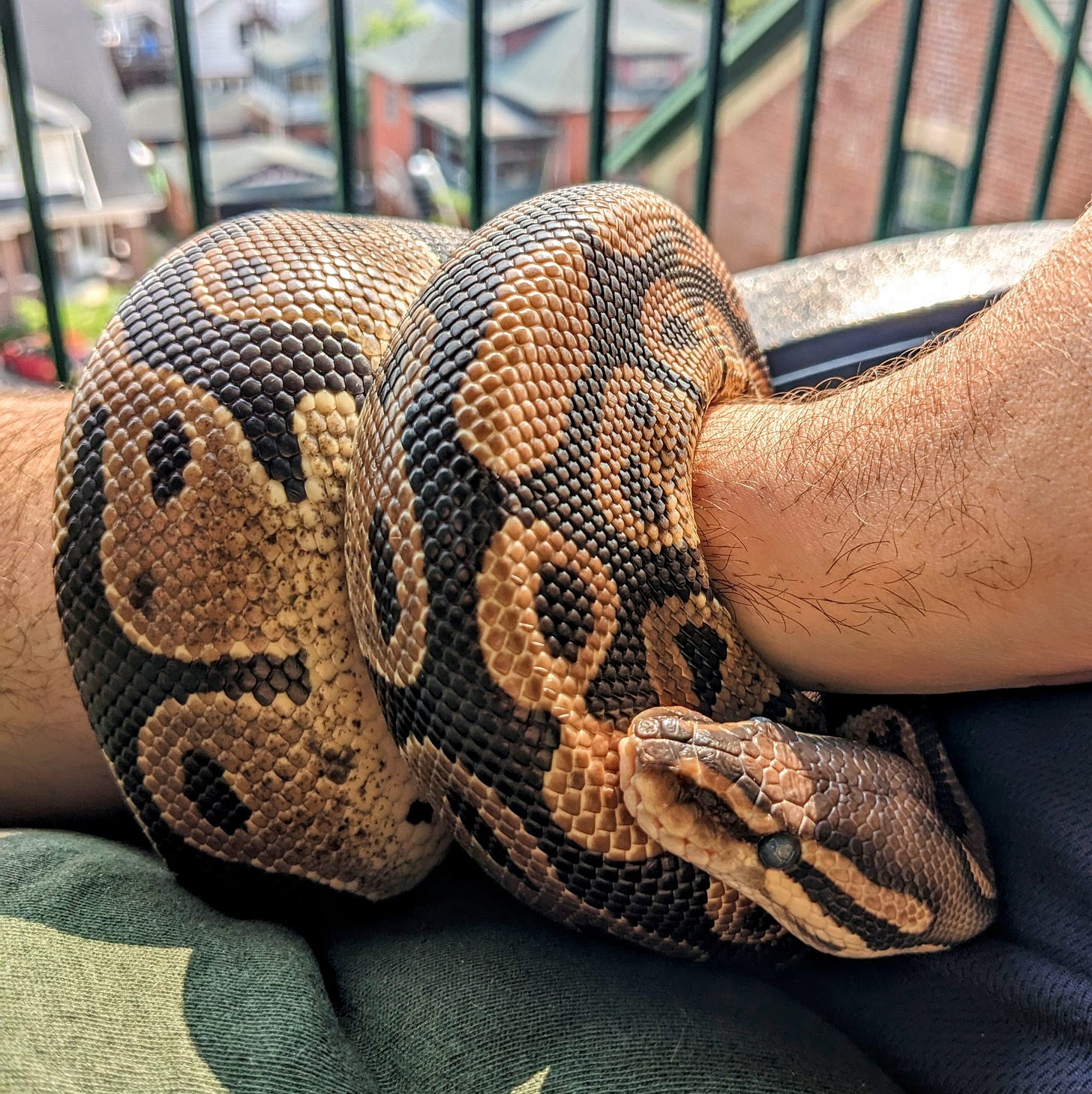 A ball python wrapped around my arm