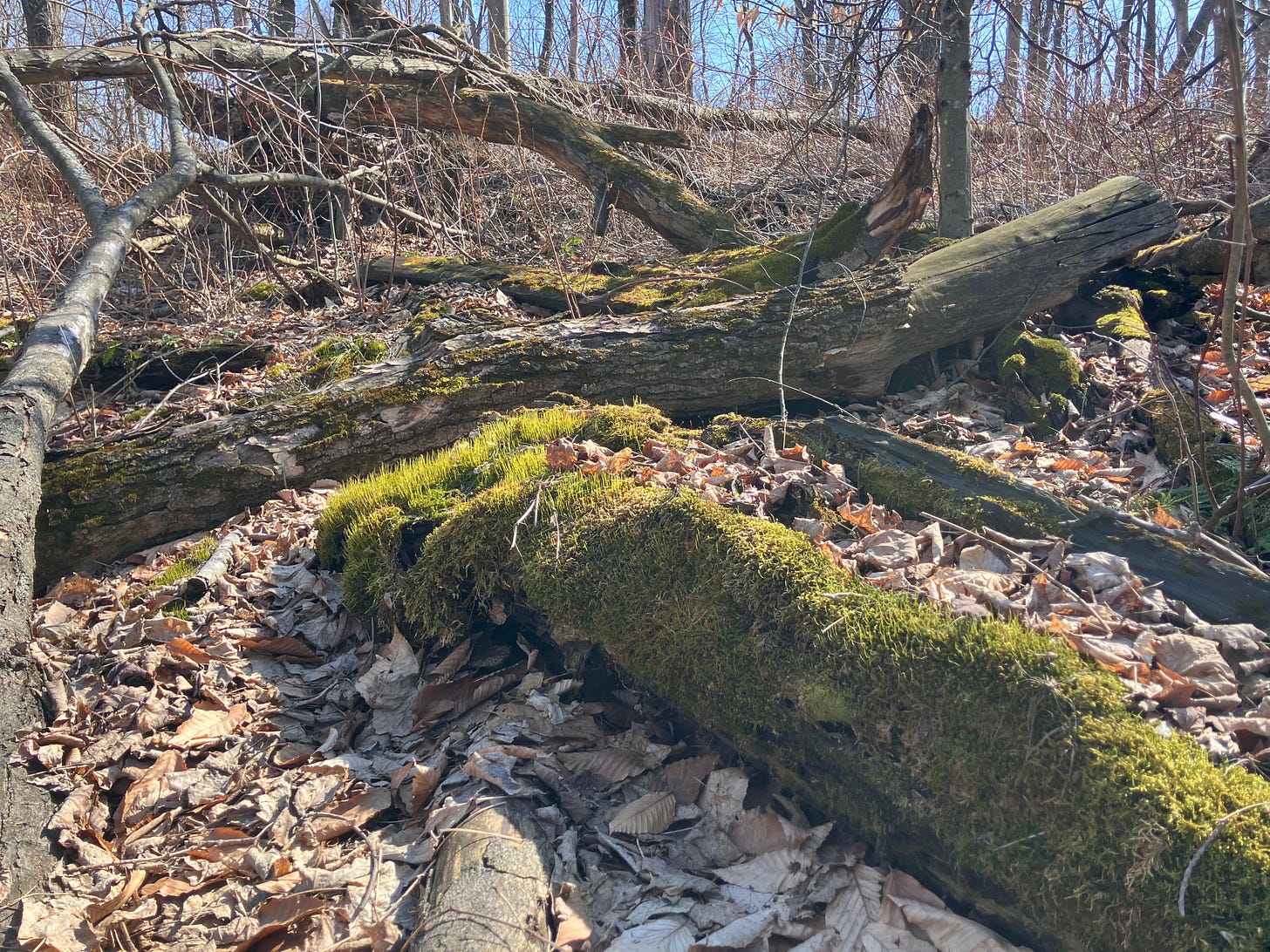 A photo from a hike. Fallen logs criss-cross on a bed of decaying leaves. In the foreground a log is covered in soft green moss.
