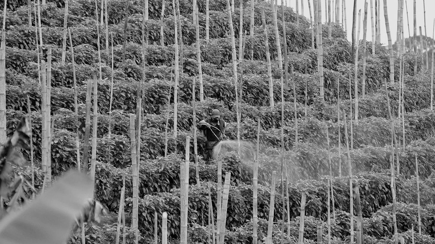 Long shot of a worker spraying chemicals on a hillside of coffee trees