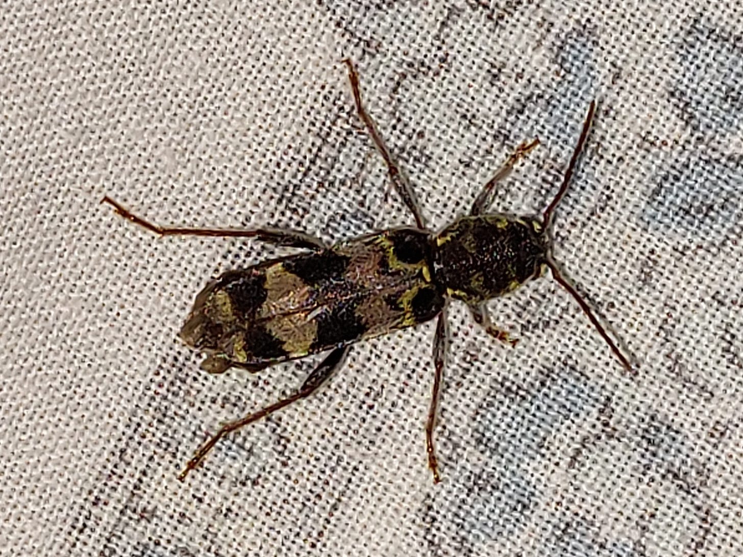 A beautiful beetle on a white sheet with pale blue floral designs. The beetle has a long abdomen with black, pale pink, and yellow shapes.