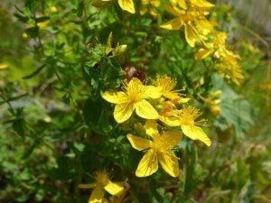 St Johns Wort