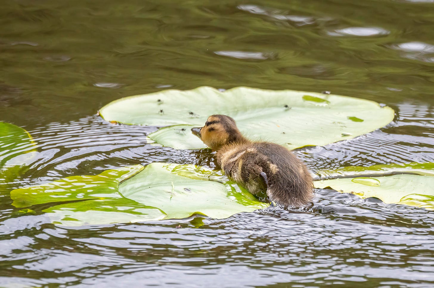 Photo of a mallard duckling trying to catch flies resting on a lilypad