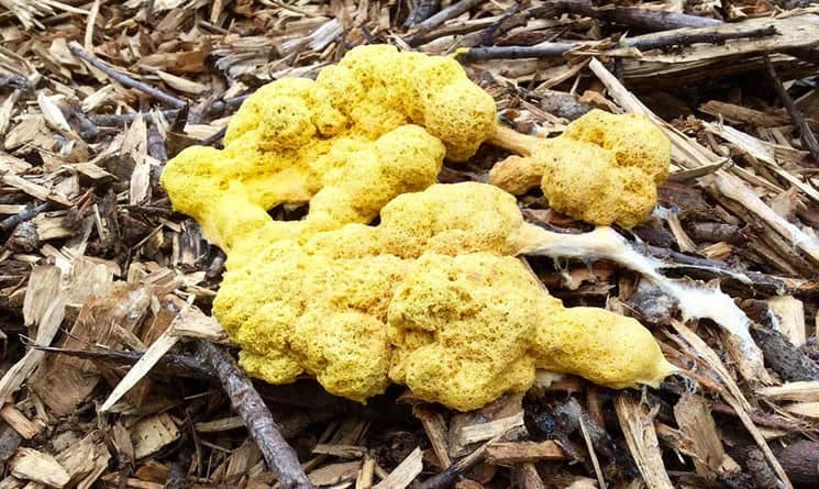 Gardening tips: slime mold! | PortsmouthNH.com