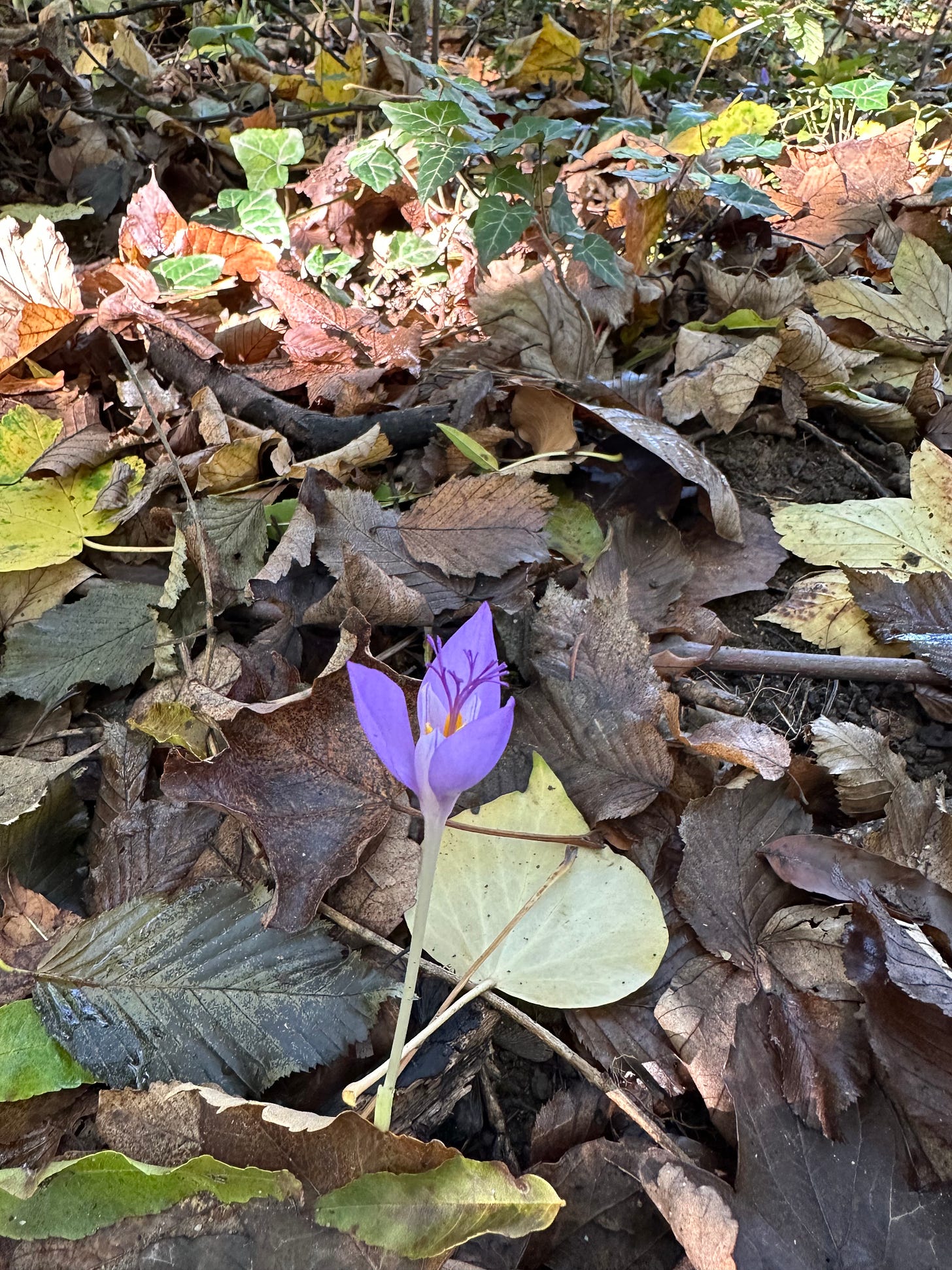 A late-bloomer crocus in October among fall leaves