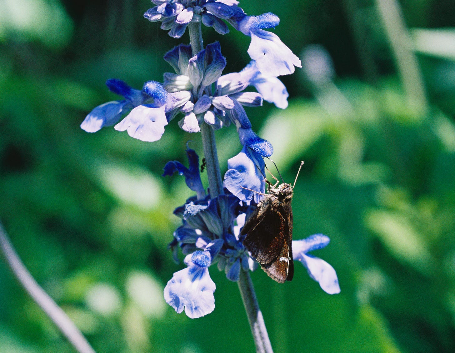 Color film macro photo of a brown butterfly on a blue wildflower