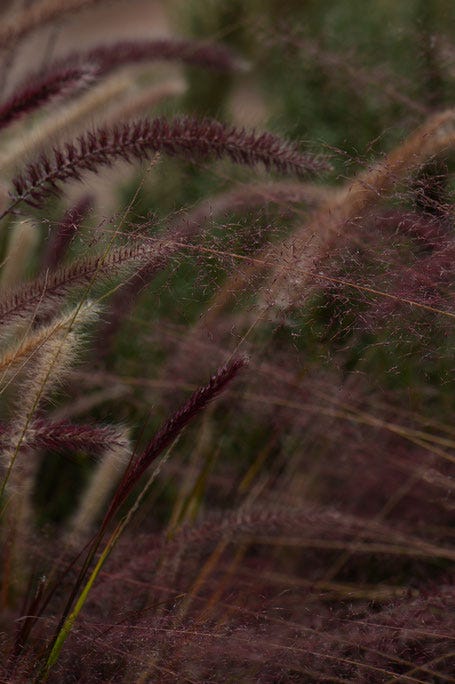 pennisetum setaceum rubrum and muhlenbergia capillaris regal mist