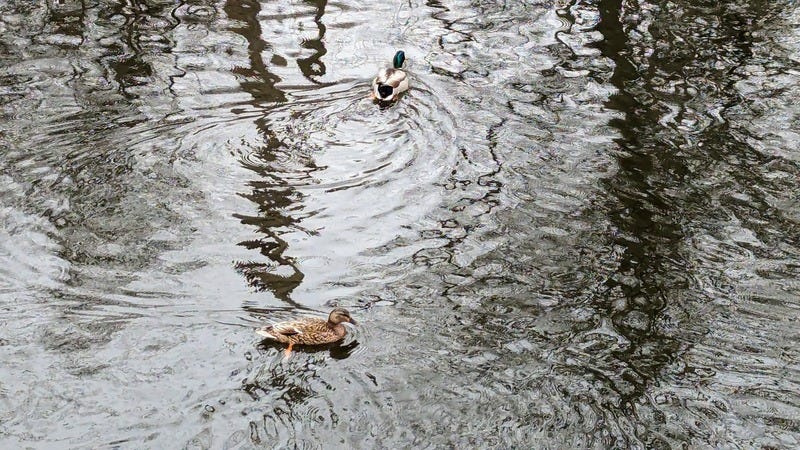 Two mallard ducks swim in a pond surrounded by ripples
