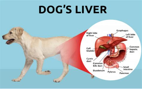 Liver Disease in Dogs | Pet Better with Pet Circle