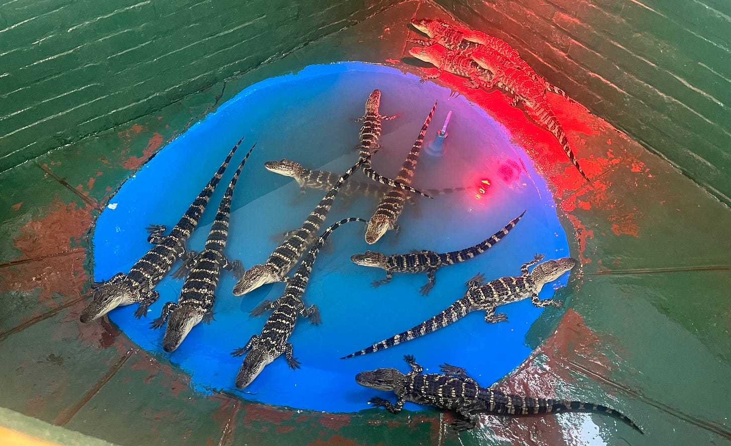 A group of tiny alligators on a wet floor colored green, red, and blue.