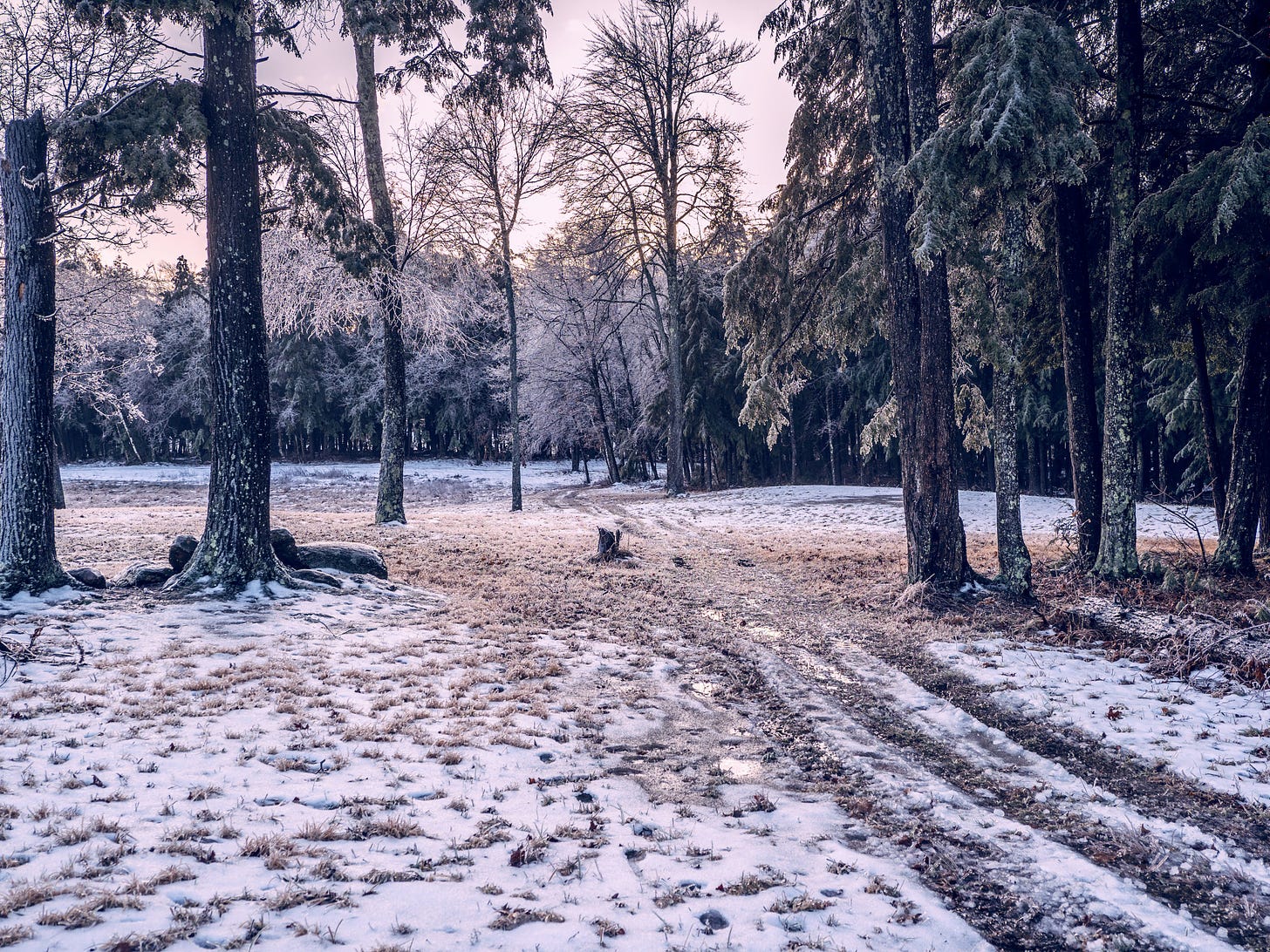 Freezing rain on trees