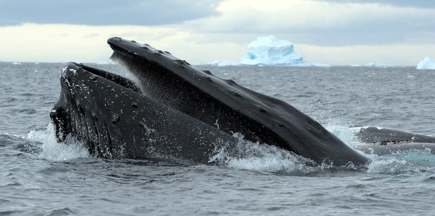 A humpback whale lunges out of the water while feeding on krill in the Gerlache Strait in the Western Antarctic Peninsula. Credit: Ryan Reisinger A humpback whale lunges out of the water while feeding on krill in the Gerlache Strait in the Western Antarctic Peninsula. Credit: Ryan Reisinger