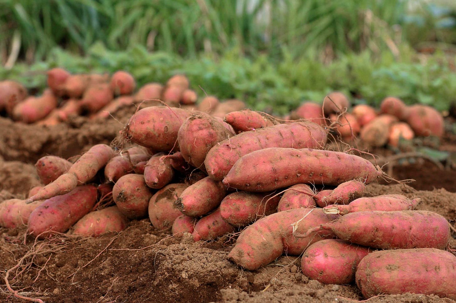 Sweet Potatoes in North Carolina | Muzzarelli Farms