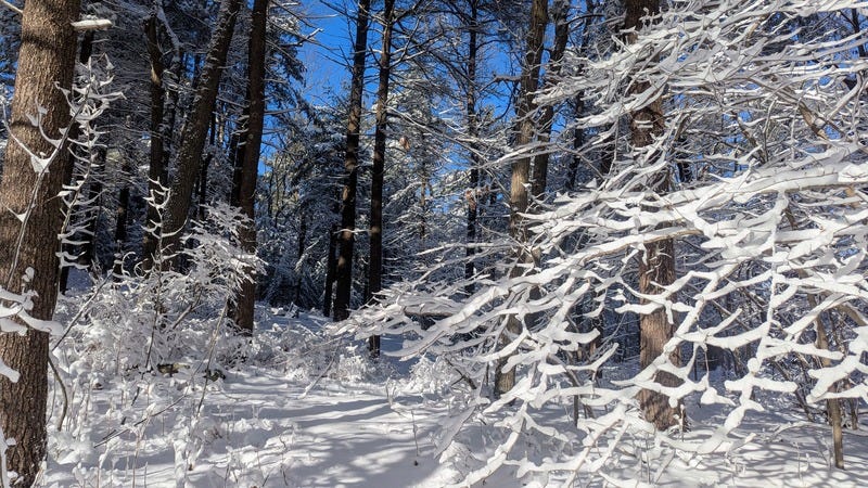 Snowy trees in the forest in sunlight