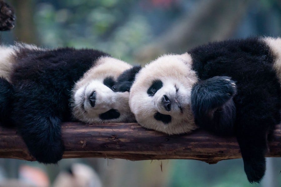 Two pandas lie on a log, head-to-head.