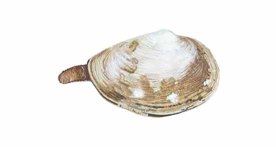 Clam, Softshell | SeafoodSource