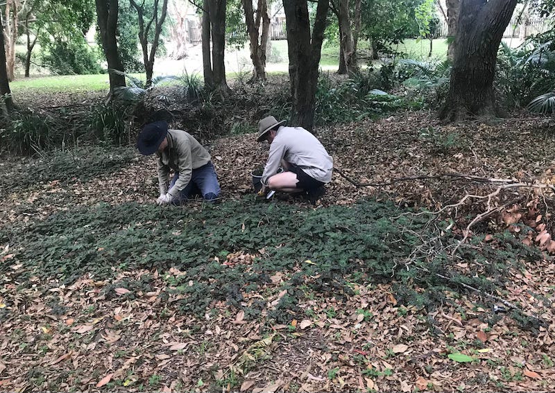 photo of two men weeding bushland