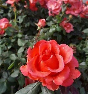 ring of fire rose