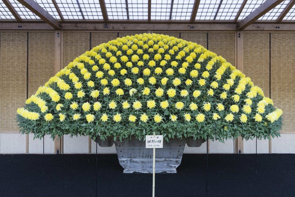 Chrysanthemums, Tokyo copyright Charles Hawes-