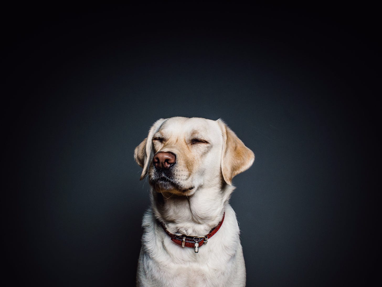 Dog images · Pexels · Free Stock Photos