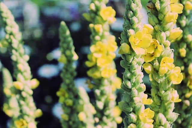 growing mullein