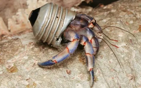 Shawn Miller Hermit crab with a piece of lightbulb on its back, instead of a shell (c) Shawn Miller