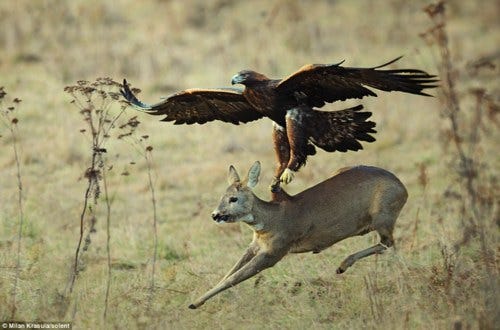 Flying Reindeer | Rebunking Santa Claus - Proving the Myths