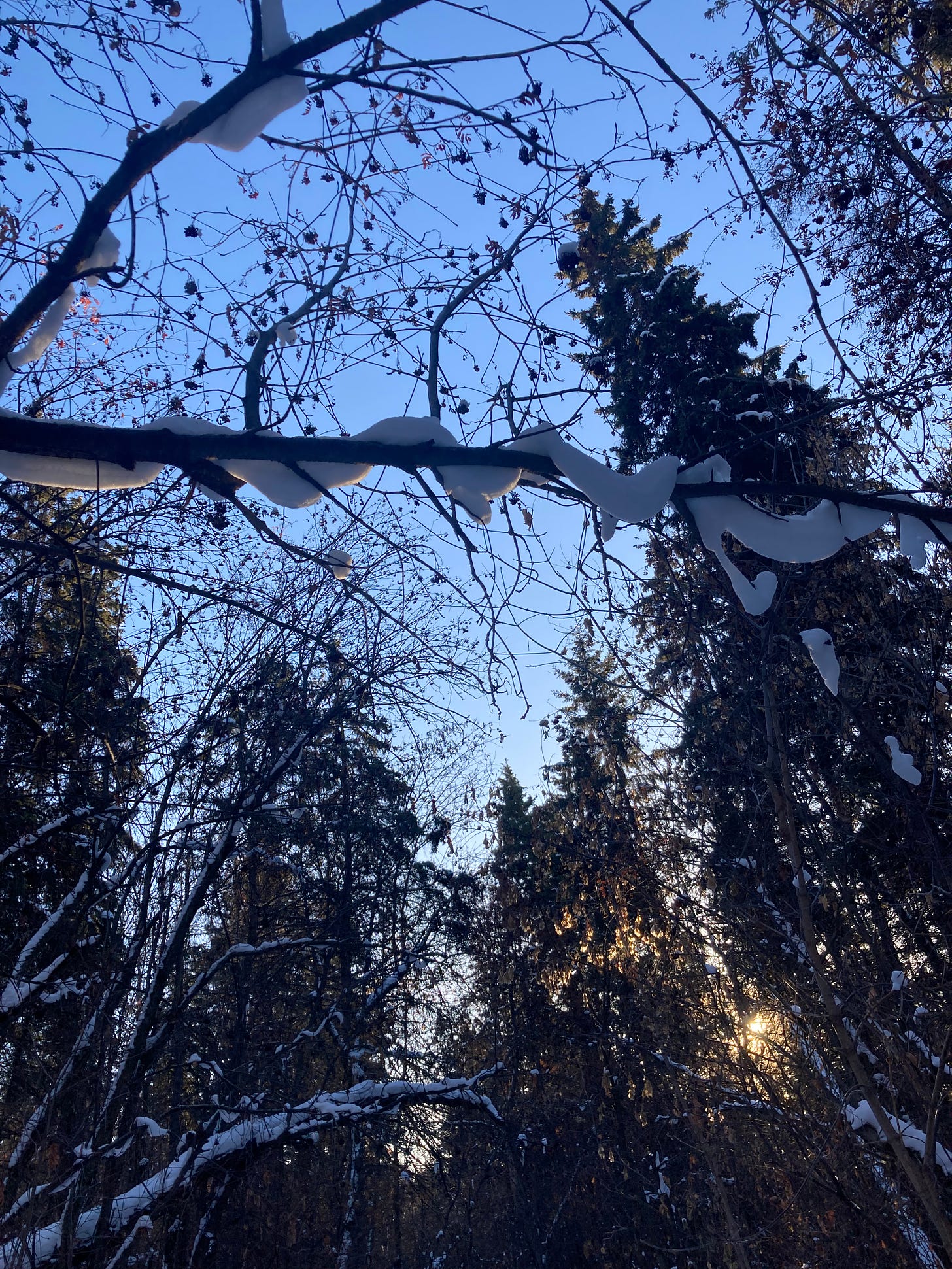 雪の森から見上げた空の写真。枝にリボンのように雪がかかっている。
