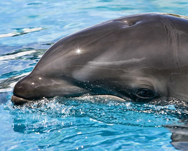 The Wholphin, or Wolphin, comes from a cross between a False Killer Whale and a Bottle Nosed ...