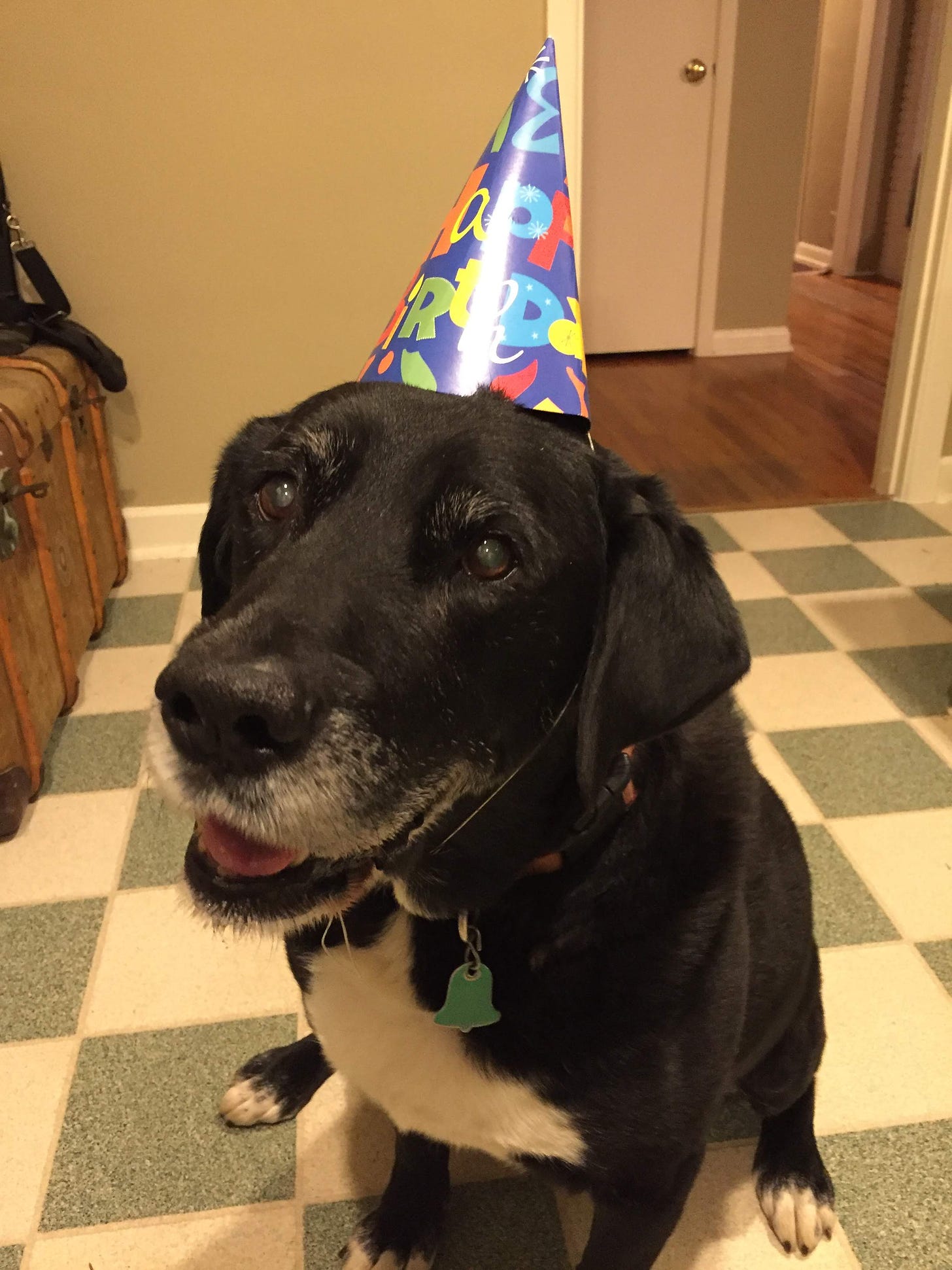 a picture of the same black dog as before, but this time he looks much older, with a white muzzle and eyebrows, as well as filmy cataracts over his eyes. He is wearing a child's pointy birthday party hat and sitting on the green and white checkered tile floor in a house