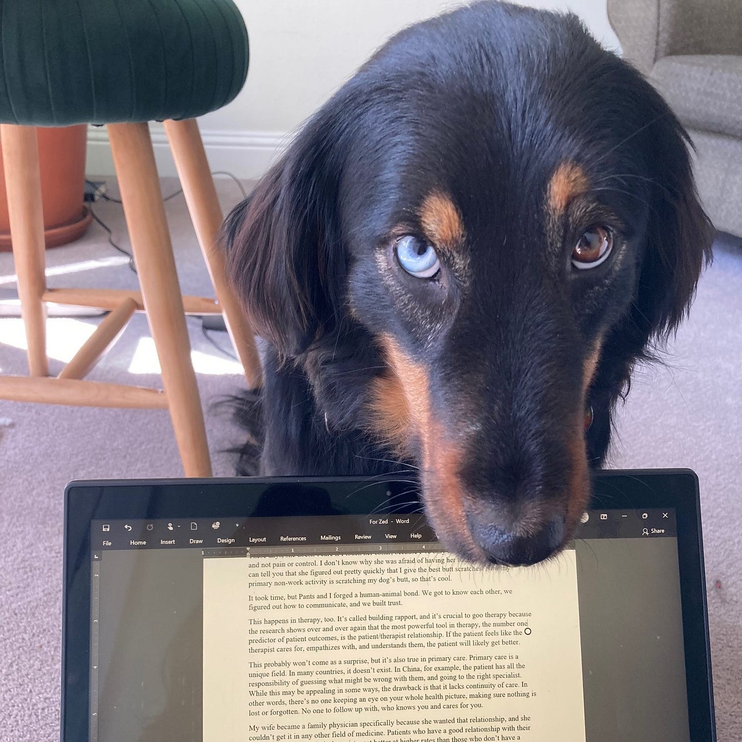 Black and brown long haired dog staring at camera while blocking a computer screen.