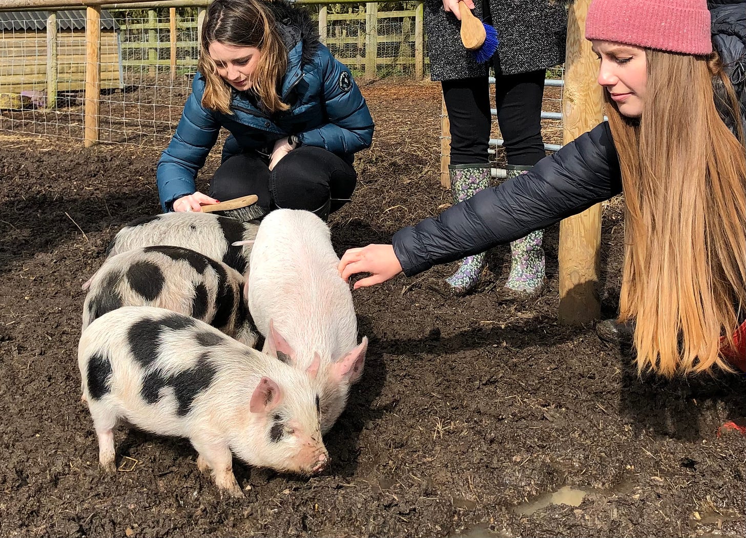 Two visitors scratch and tickle the pigs