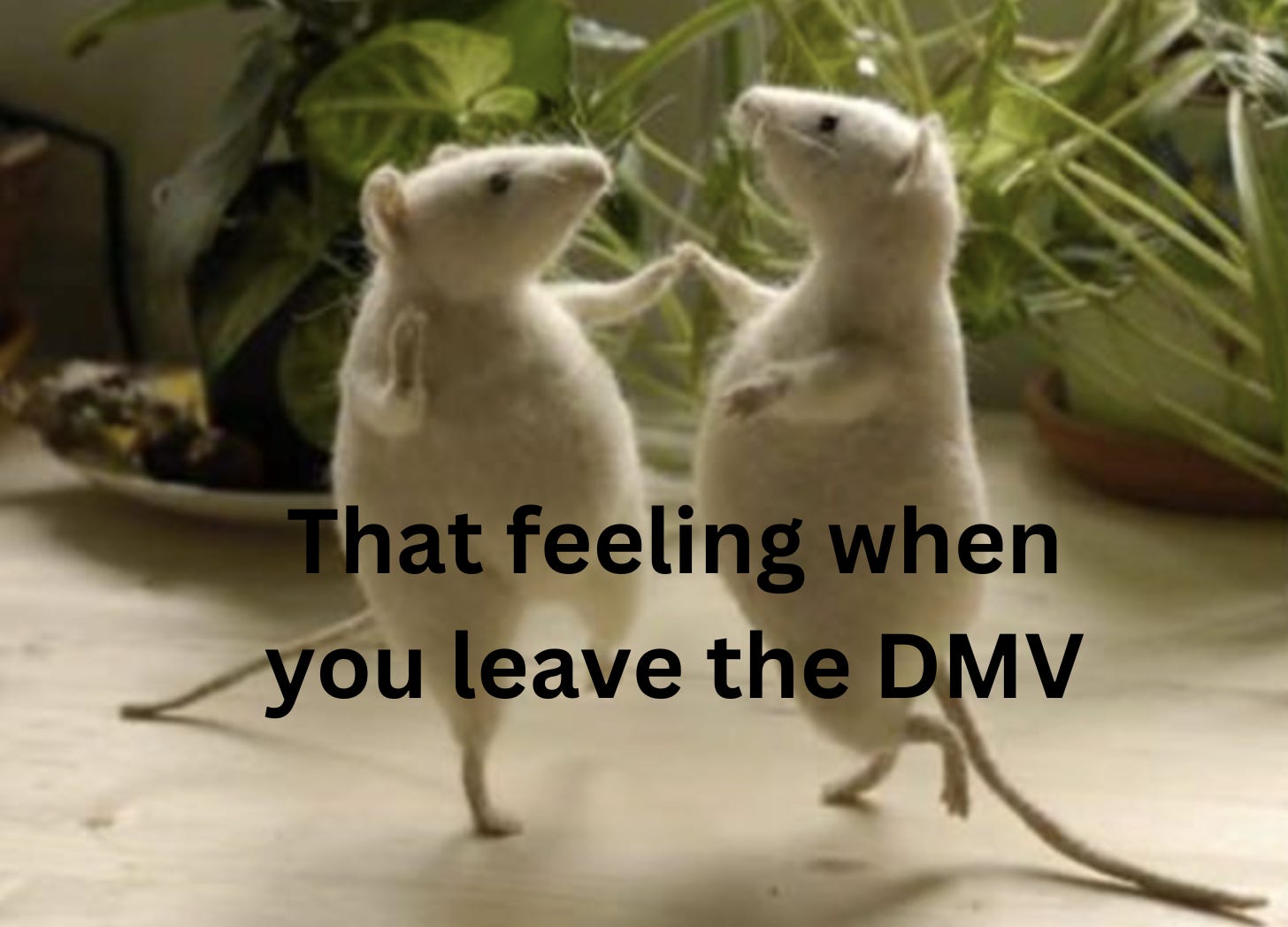 Text reads, That feeling when you leave the DMV. Image is of two white mice happily dancing together.