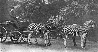 Le chariot à zèbres du baron Walter de Rotschild