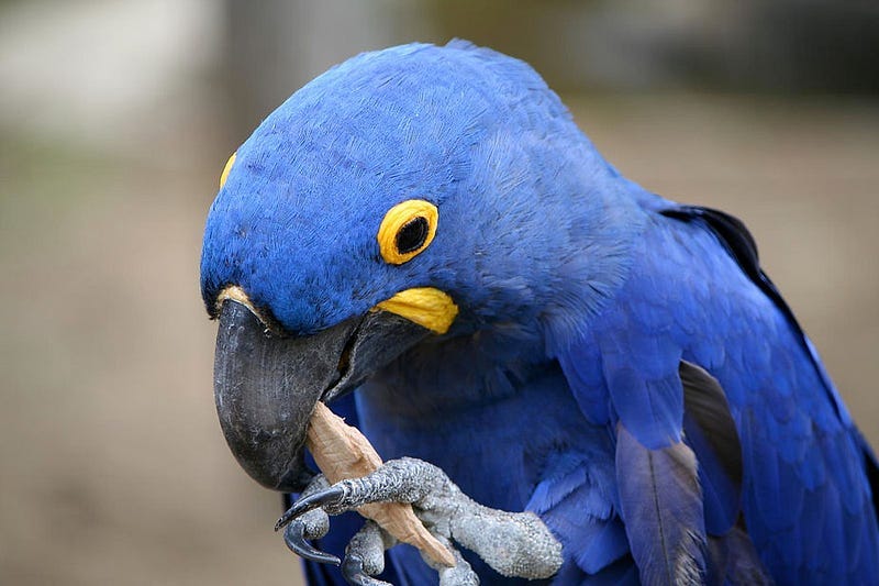 A hyacinth macaw grips a piece of wood in its foot and bill.