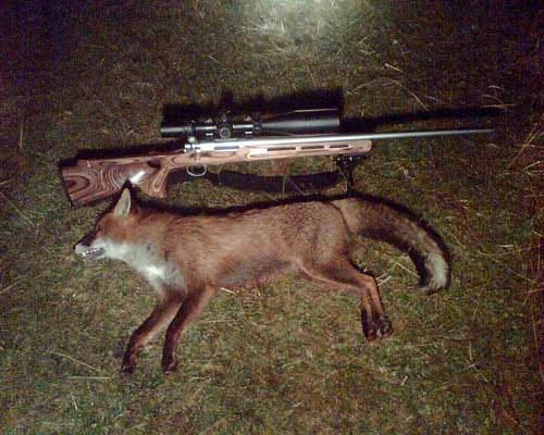 lamping and dead fox