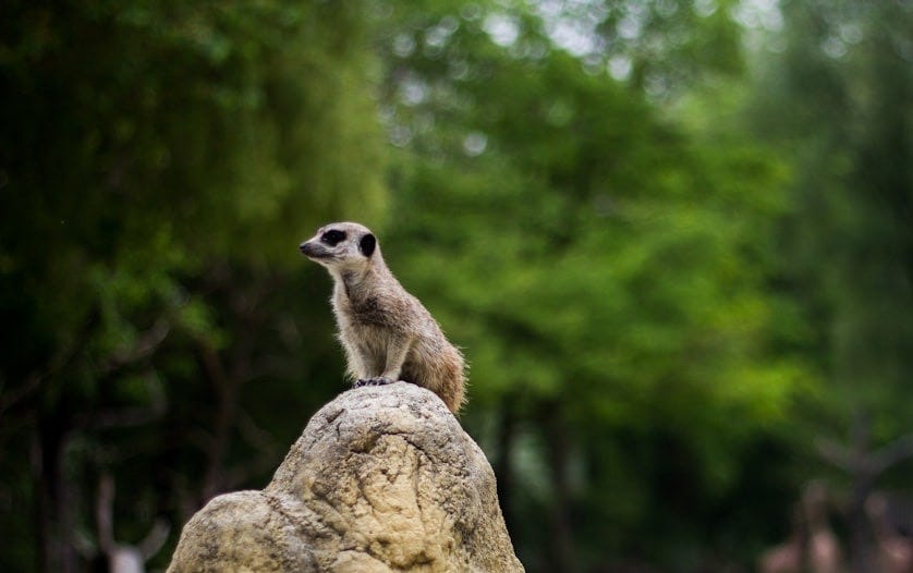 shallow focus photography of meercat standing on rock