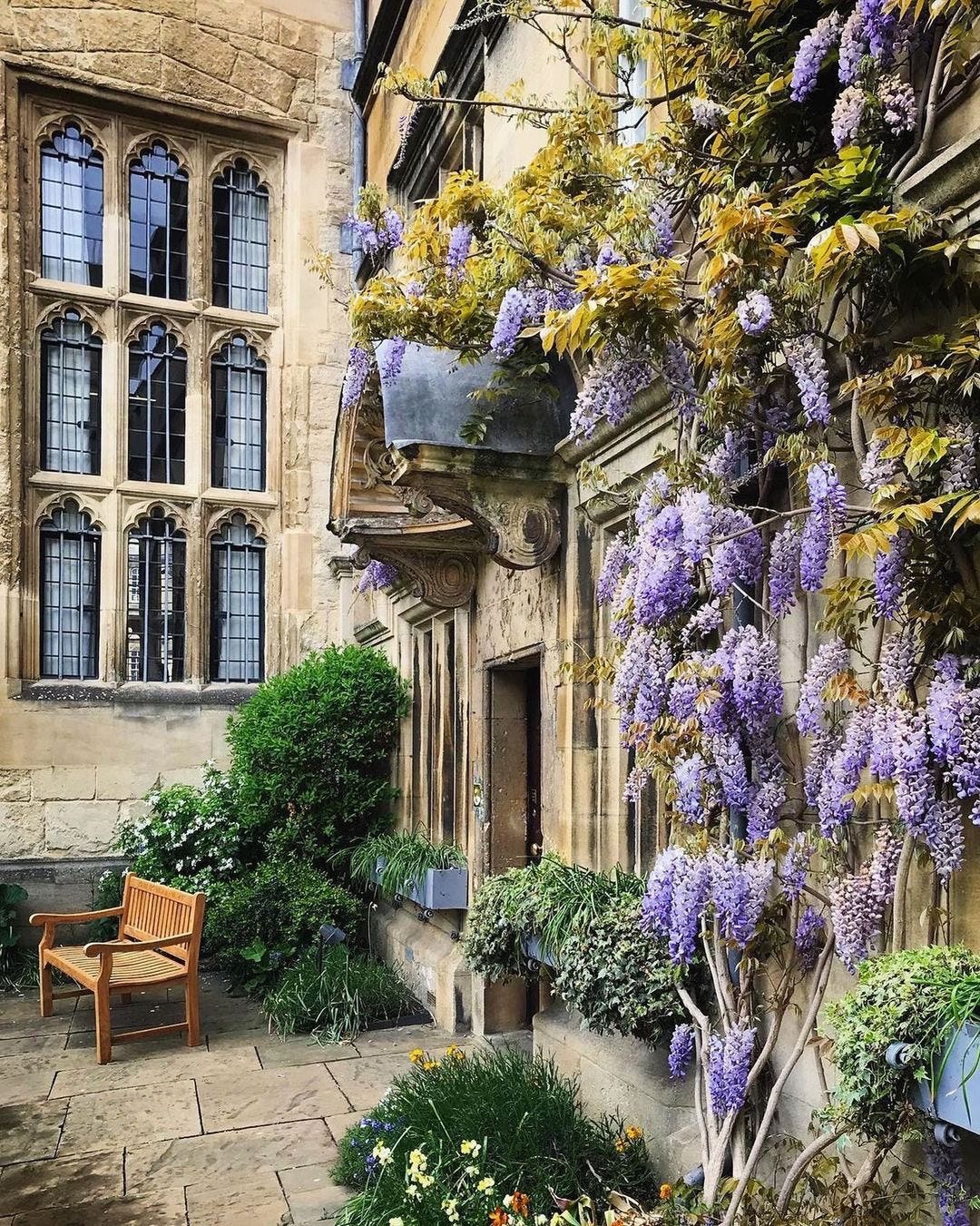The Jesus College wisteria. Photo by Spiralling Oxford