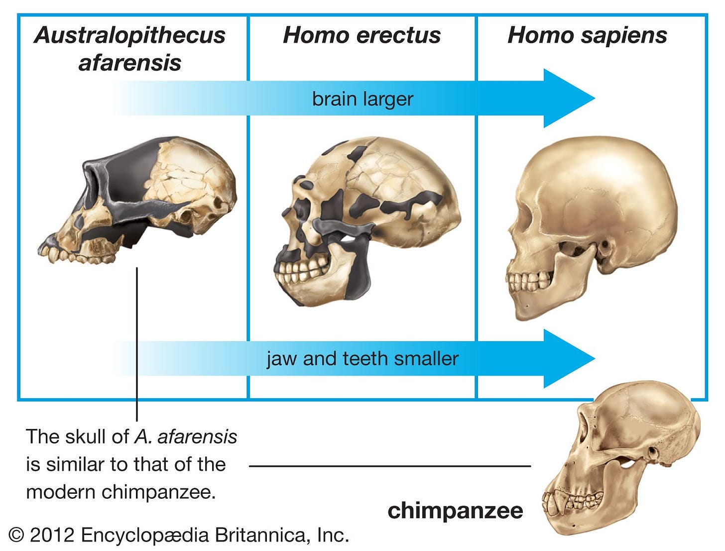 Human evolution - Brain Expansion, Mass, Stone Tool Technology, and H.  floresiensis | Britannica