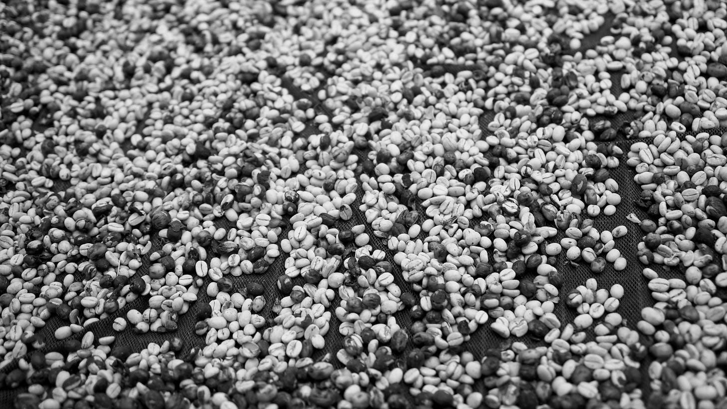 Processed coffee beans spread out on a table to dry