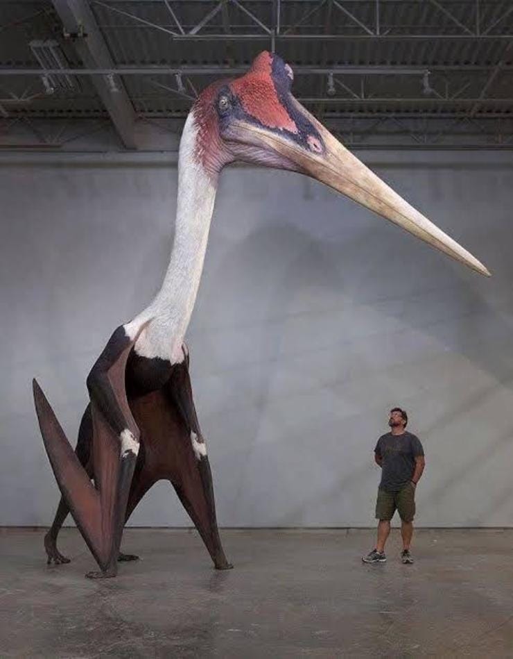 Quetzalcoatlus northropi -  das größte fliegende Tier jemals (15,90 Flügelspannweite)